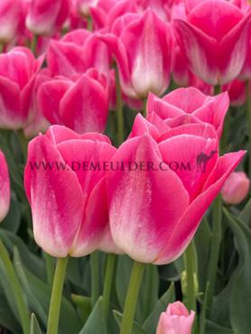 Tulipa Dynasty 12/+ (x250)