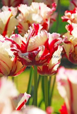 Tulipa Estella Rijnveld 12/+ (x250)