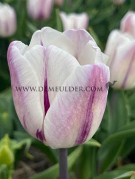 Tulipa Flaming Flag 12/+ (x250)