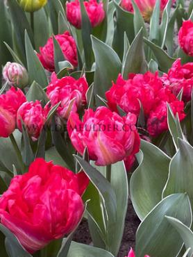 Tulipa Flash Point 12/+ (x250)