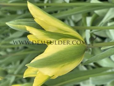 Tulipa Formosa 12/+ (x250)