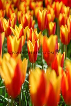 Tulipa Giuseppe Verdi 12/+ (x250)