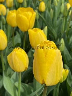 Tulipa Golden Parade 12/+ (x250)