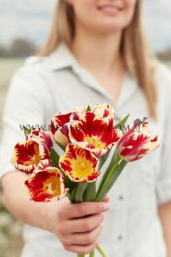 Tulipa Grand Perfection 12/+ (x250)