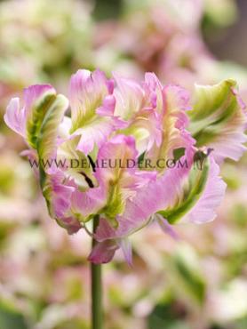 Tulipa Green Wave 12/+ (x250)