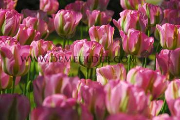 Tulipa Groenland 12/+ (x250)