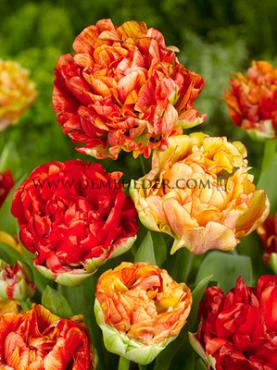 Tulipa Gudoshnik Double 12/+ (x250)