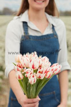 Tulipa Happy Generation 12/+ (x250)