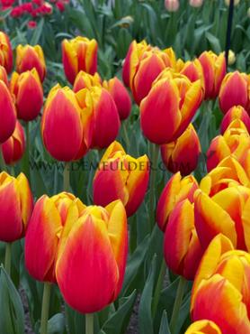 Tulipa Hennie Vander Most 12/+ (x250)