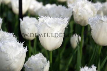 Tulipa Honeymoon 12/+ (x250)