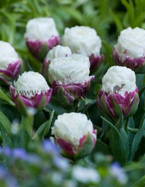 Tulipa Ice Cream 11/12 (x 250)