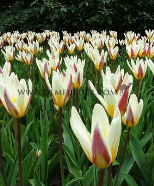 Tulipa Ice Stick 12/+ (x250)
