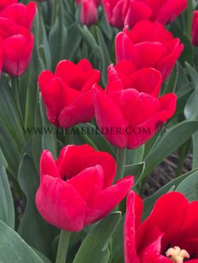 Tulipa Ile De France 12/+ (x250)