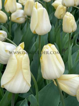 Tulipa Ivory Floradale 12/+ (x250)