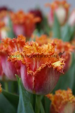 Tulipa Joint Devision 12/+ (x250)