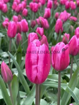 Tulipa Jumbo Pink 12/+ (x250)