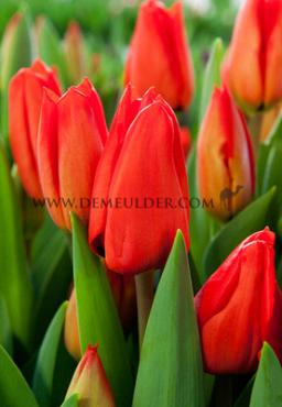 Tulipa Lalibela 12/+ (x250)