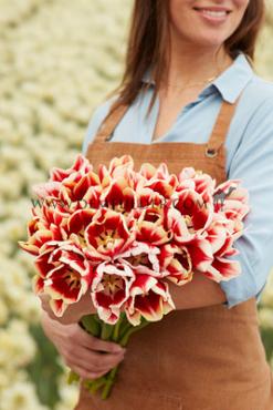 Tulipa Leen Van Der Mark 12/+ (x250)