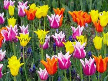 Tulipa Lilyflowering Mixed 12/+ (x250)