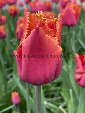 Tulipa Louvre Orange 12/+ (x250)