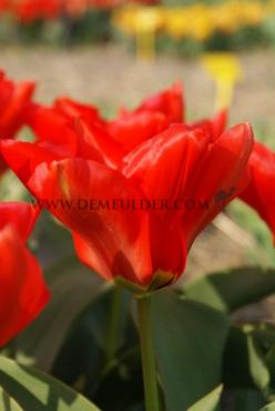 Tulipa Madame Lefeber 12/+ (x250)