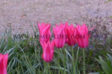 Tulipa Mariette 12/+ (x250)