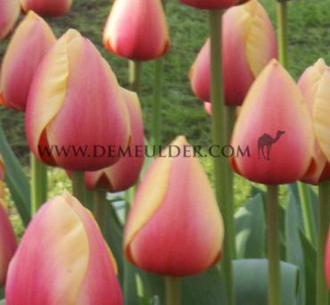 Tulipa Marit 12/+ (x250)
