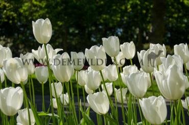 Tulipa Maureen 12/+ (x250)