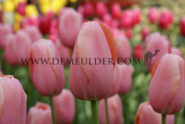 Tulipa Menton 12/+ (x250)