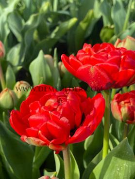 Tulipa Miranda 12/+ (x 250)