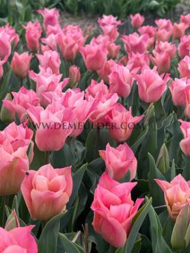 Tulipa Miss Elegance 12/+ (x250)