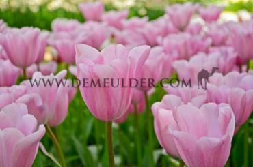 Tulipa Mistress 12/+ (x250)