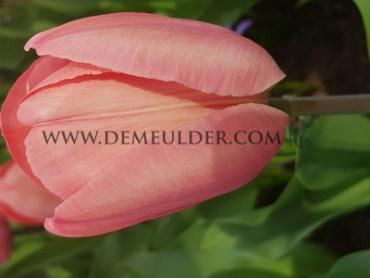 Tulipa Mystic Van Eijk 12/+ (x250)
