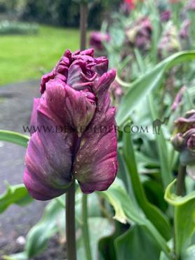 Tulipa Negrita Parrot 12/+ (x250)