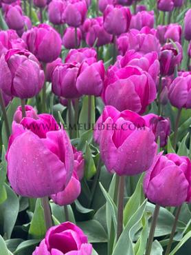 Tulipa Negrita 12/+ (x250)