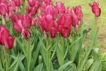 Tulipa Night Club 12/+ (x250)