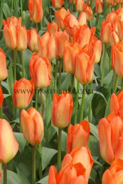 Tulipa Orange Emperor 12/+ (x250)