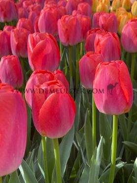 Tulipa Orange Pride 12/+ (x250)