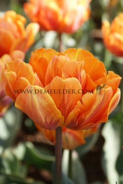 Tulipa Orange Princess 12/+ (x 250)