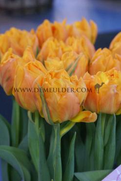 Tulipa Orca 12/+ (x250)
