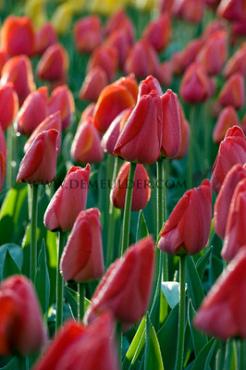 Tulipa Parade 12/+ (x250)