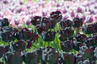 Tulipa Paul Scherer 12/+ (x250)