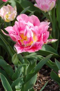 Tulipa Peach Blossom 11/12 (x250)