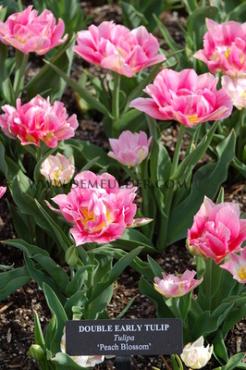 Tulipa Peach Blossom 11/12 (x250)