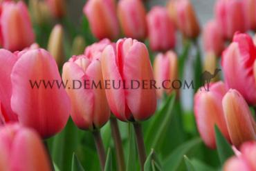 Tulipa Pink Impression 12/+ (x250)