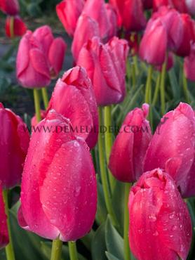 Tulipa Pink Pride 12/+ (x250)