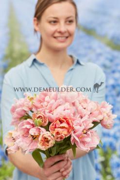 Tulipa Pink Star 12/+ (x 250)