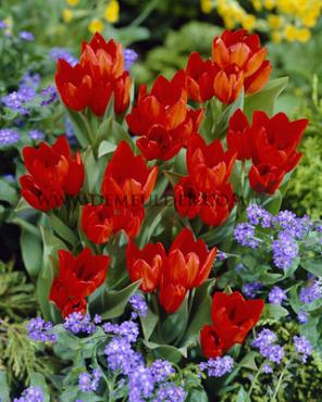 Tulipa Praestans Fusilier 12/+ (x250)