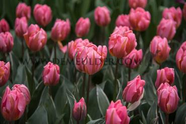 Tulipa Pretty Princess 12/+ (x250)