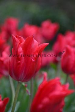 Tulipa Pretty Woman 12/+ (x250)